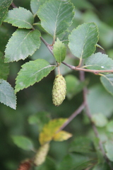 Betula raddeana