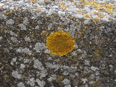 Xanthoria calcicola