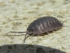 Porcellio obsoletus