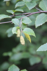 Betula raddeana