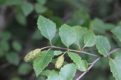 Betula raddeana