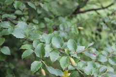 Betula raddeana