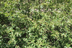 Betula raddeana