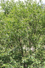 Betula raddeana