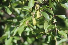 Betula raddeana