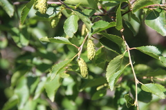Betula raddeana