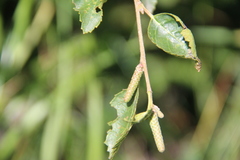 Betula raddeana