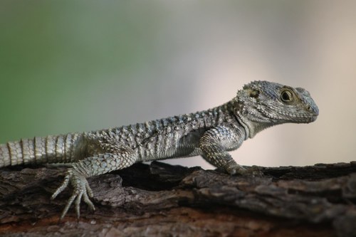 Roughtail Rock Agama, photo 7 of 10