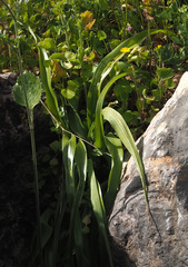 Iris palaestina
