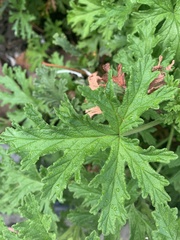 Pelargonium graveolens citrosum