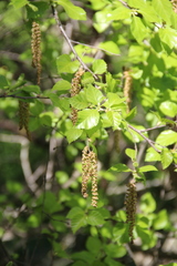Betula raddeana