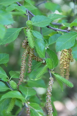 Betula raddeana