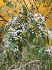 Vernonanthura patens