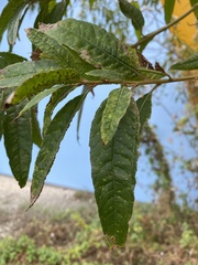 Vernonanthura patens