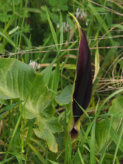 Arum palaestinum