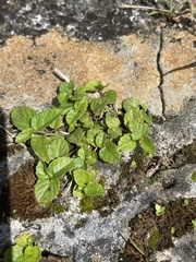 Acalypha chamaedrifolia