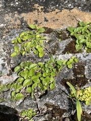 Acalypha chamaedrifolia