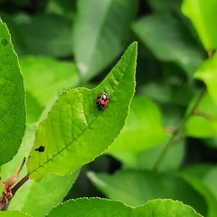 Adalia angulifera
