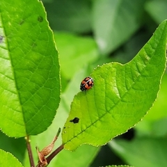 Adalia angulifera