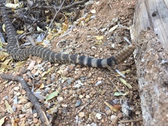 Crotalus mitchellii