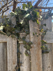 Hedera helix