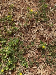 Medicago lupulina