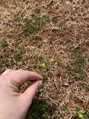Medicago lupulina