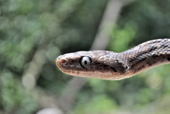 Pseudelaphe flavirufa