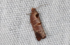 Glyphidoptera insignana