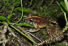 Craugastor aurilegulus