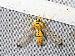 Isanthrene felderi