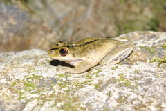 Atlantihyla spinipollex