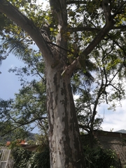 Platanus mexicana