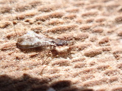 Empicoris culiciformis