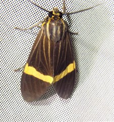 Aclytia