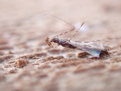 Empicoris culiciformis