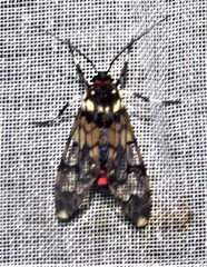 Hyaleucerea vulnerata