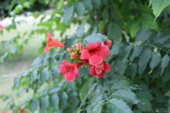 Campsis radicans