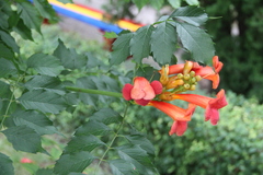 Campsis radicans