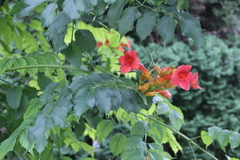 Campsis radicans