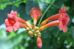 Campsis radicans