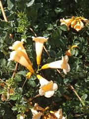 Campsis radicans