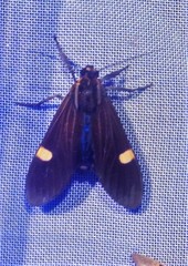 Aclytia