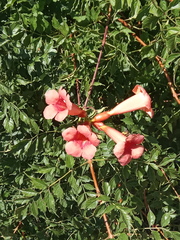 Campsis radicans