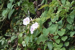 Ipomoea setosa sepacuitensis