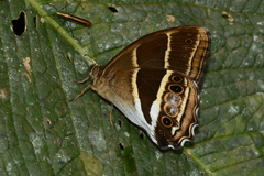 Parataygetis albinotata