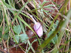 Anemone hortensis hortensis