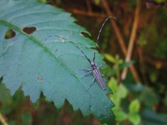Emphytoecia lineolata
