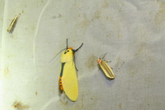 Selenarctia