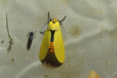 Selenarctia